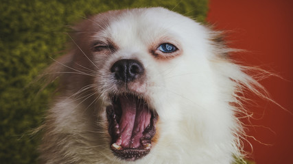 Funny dog breed Spitz yawns. Crazy dog