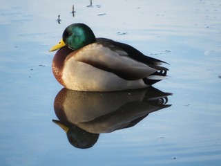 duck with reflections in water