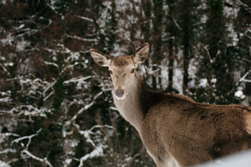 beautiful deer that hovers in the mountains on the snow in winter - concept of wild animals in their natural habitat - nature lovers