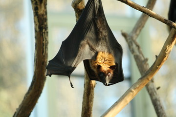 Flughund kopf&uuml;ber