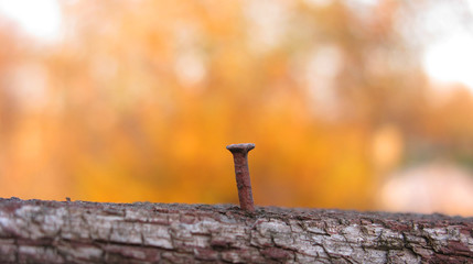 Autumn background, minimalist landscape. Rusty nail in the old fence.