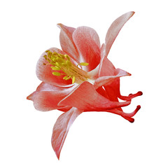 flower red yellow aquilegia  isolated on a white  background. Close-up. Element of design.