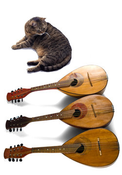 The cat lies next to the three mandolins on a white background.