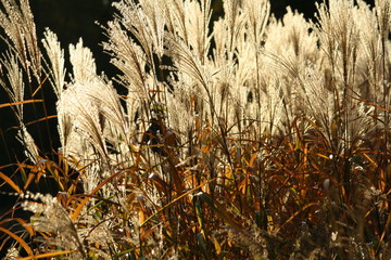 Gr&auml;ser im Sonnenlicht