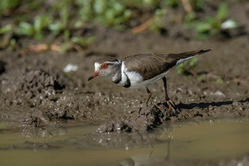 Three banded plover.Charadrius tricollaris, Kruger National Park, South Africa.