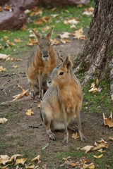 Fototapeta premium Pampashasen zu zweit