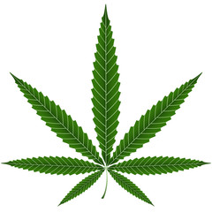 Marijuana or cannabis leaves ,vector