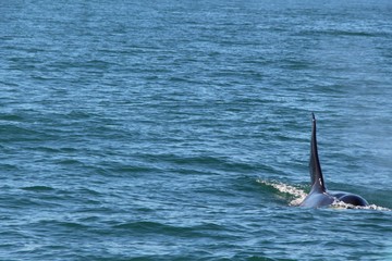 Naklejka premium View of killer whale above water near Kamchatka Peninsula, Russia. The killer whale or orca (Orcinus orca) is a toothed whale belonging to the oceanic dolphin family, of which it is the largest member