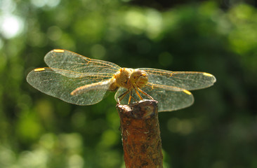  Dragonfly on a green background.