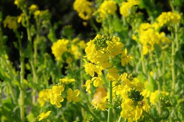 季節外れの菜の花