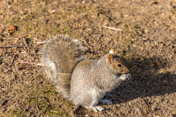 Eastern Grey Squirrel eating a nut, Boston, Massachussetts (Sciurus Carolinensis)