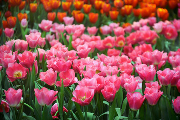 Beautiful bouquet of tulips in the garden