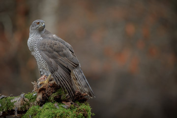 Mature wild goshawk with prey copy space to right