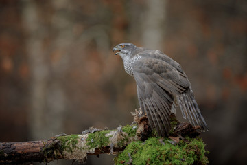 Wild goshawk with prey