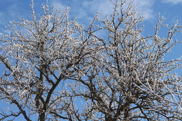 frostened trees