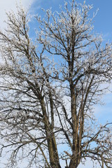 frostened trees