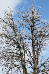 frostened trees