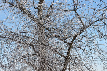 frostened trees