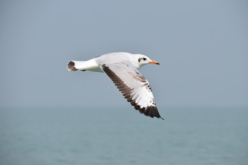 seagull in flight