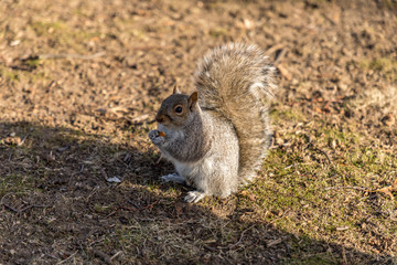 Naklejka na ściany i meble Eastern Grey Squirrel eating a nut, Boston, Massachussetts (Sciurus Carolinensis)