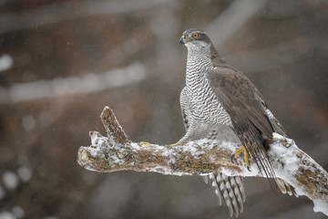 Mature female goshawk