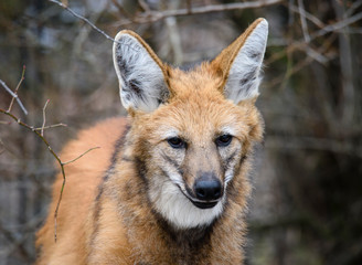 Maned wolf, Chrysocyon brachyurus, beautiful head