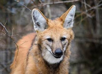 Obraz premium Maned wolf, Chrysocyon brachyurus, beautiful head