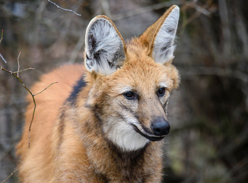Maned wolf, Chrysocyon brachyurus, beautiful head