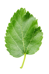 green leaf of mulberry