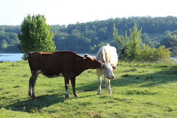 Fototapeta premium cows in the meadow river