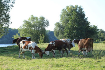 Fototapeta na wymiar cows in the meadow river