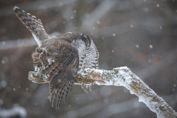 Mature female goshawk landing upon a branch