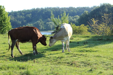 Fototapeta premium cows in the meadow river