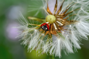 Beautiful ladybug on leaf defocused background