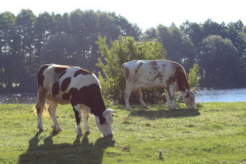 cows in the meadow river