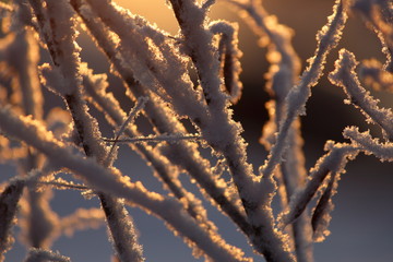 Branches covered by frost in the morning sun, warm light, close-up, selective focus