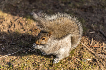 Eastern Grey Squirrel eating a nut, Boston, Massachussetts (Sciurus Carolinensis)