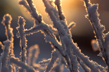 Branches covered by frost in the morning sun, warm light, close-up, selective focus