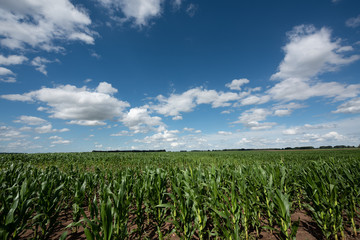 Field of young plantation of corn in Argentina