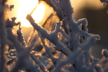 Branches covered by frost in the morning sun, warm light, close-up, selective focus