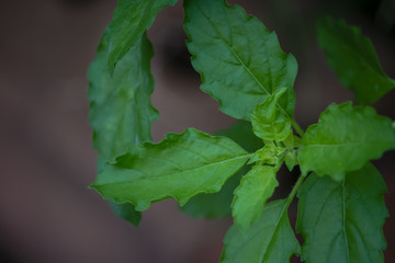 Holy basil, Sacred basil,Ocimum tenuiflorum,Fresh basil leaves