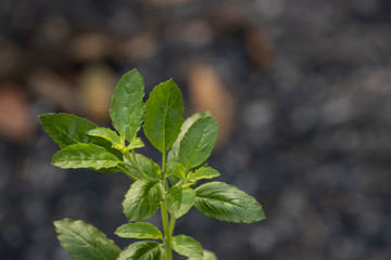 Holy basil, Sacred basil,Ocimum tenuiflorum,Fresh basil leaves