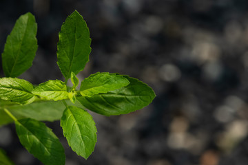 Holy basil, Sacred basil,Ocimum tenuiflorum,Fresh basil leaves