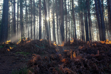 Sun rays through the forest