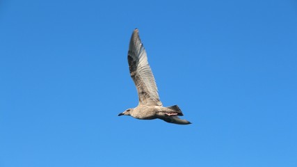 Obraz premium A gull in flight. The Vega gull or East Siberian gull (Larus vegae) is a large gull which breeds in North-east Asia.