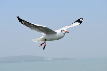 seagull in flight