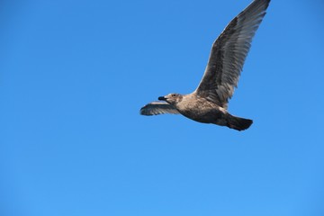 Obraz premium A gull in flight. The Vega gull or East Siberian gull (Larus vegae) is a large gull which breeds in North-east Asia.