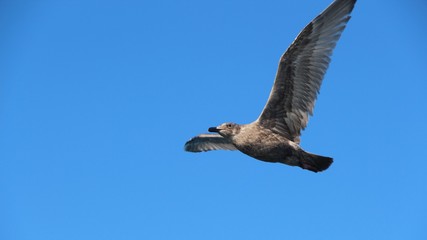 A gull in flight. The Vega gull or East Siberian gull (Larus vegae) is a large gull which breeds in North-east Asia.