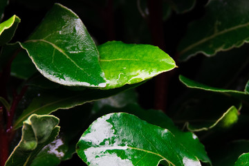 plant on dark background ( laurel)