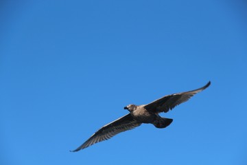 A gull in flight. The Vega gull or East Siberian gull (Larus vegae) is a large gull which breeds in North-east Asia.